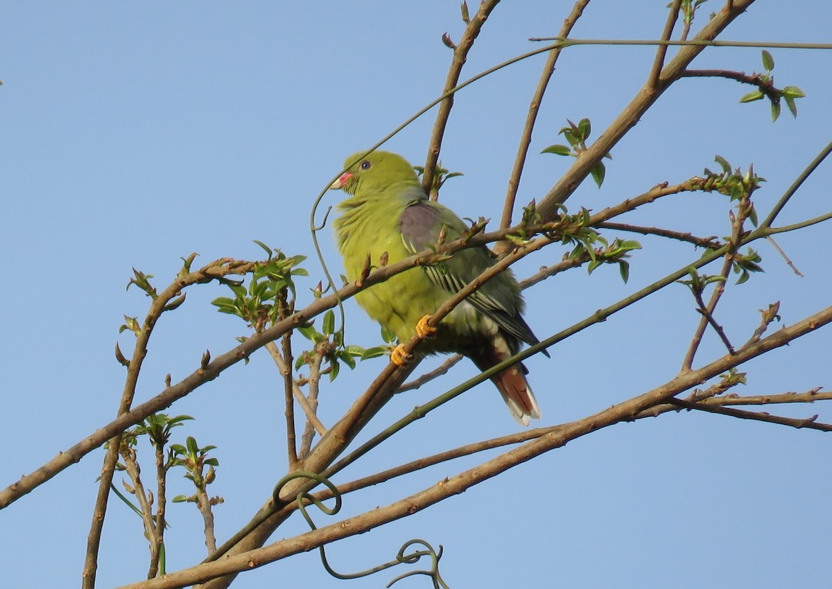 Африканский зелёный голубь - ML484969401