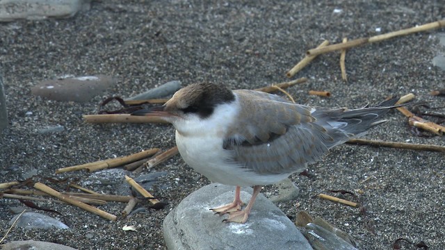 Common Tern - ML484976
