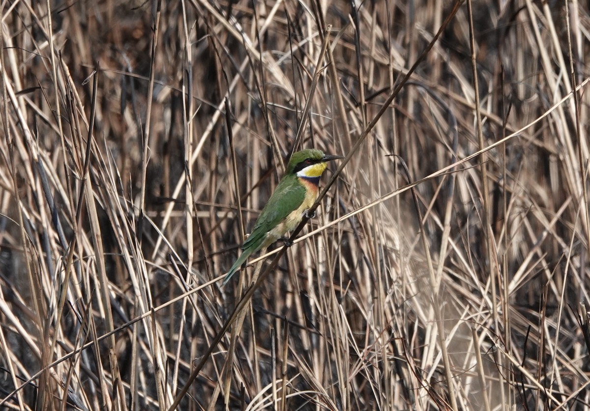 Blue-breasted Bee-eater - Steve Kornfeld