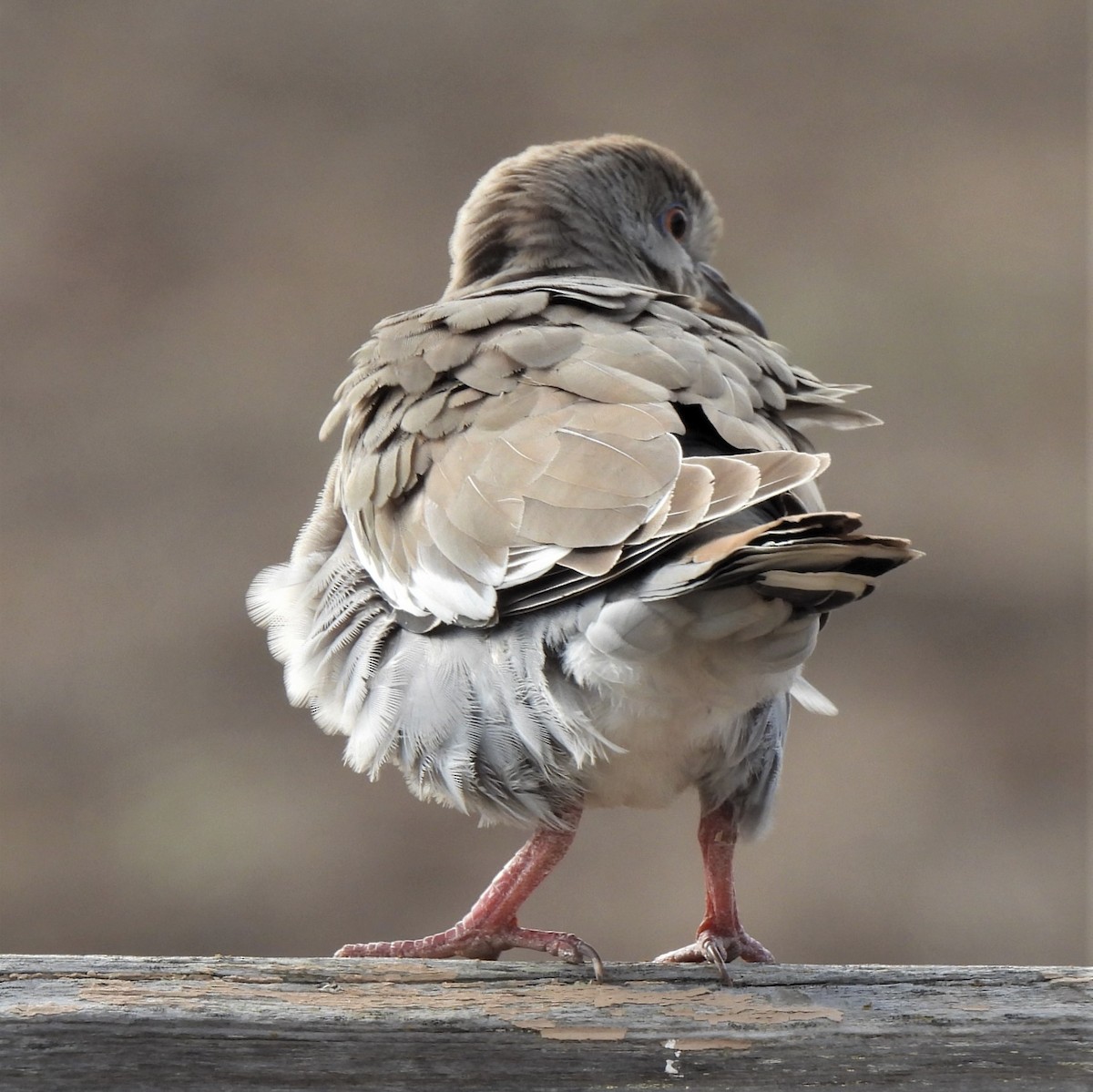 White-winged Dove - ML484983571
