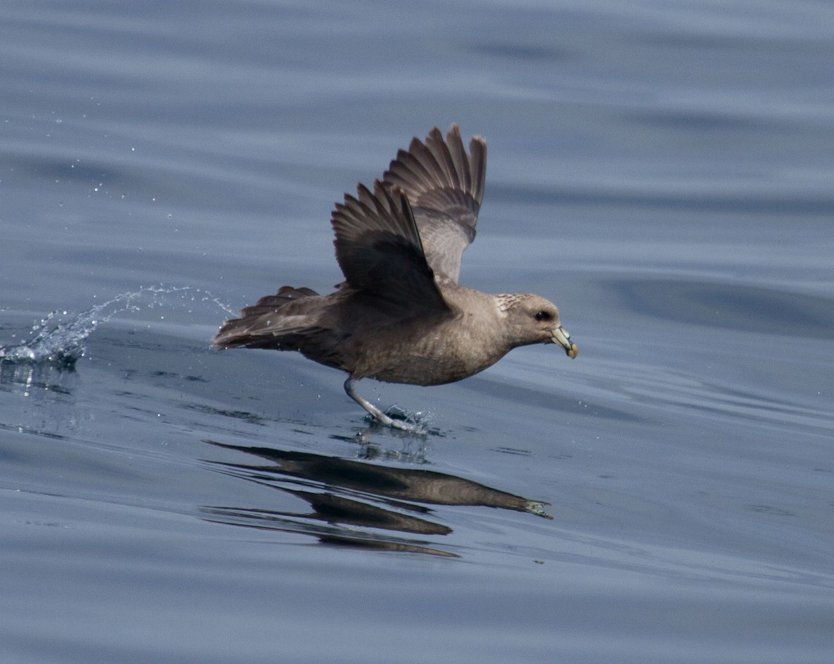 Northern Fulmar - Fernando Díaz I Albatross Birding Chile