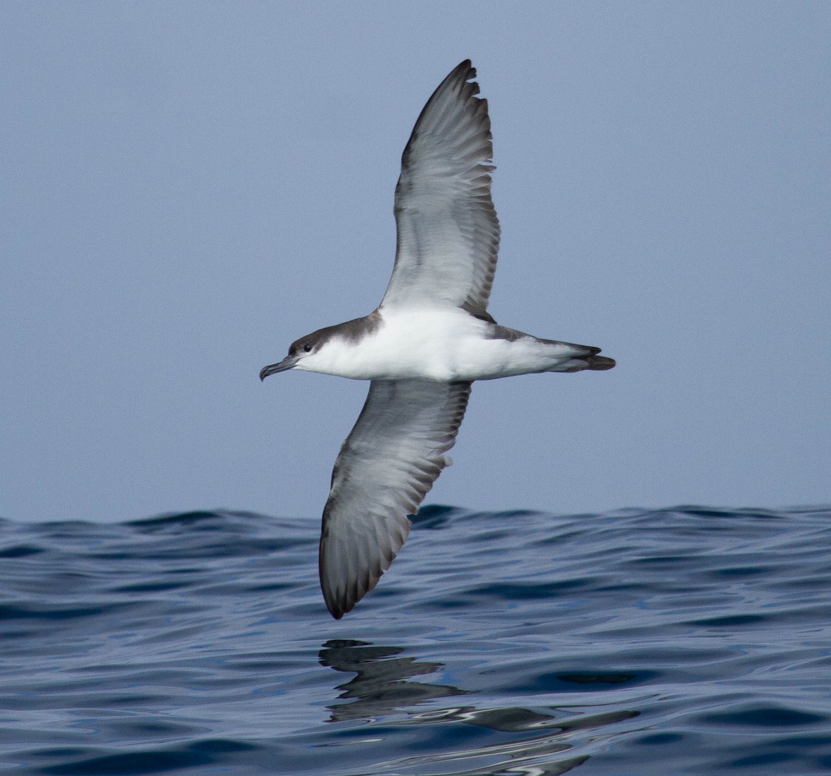 Buller's Shearwater - Fernando Díaz I Albatross Birding Chile