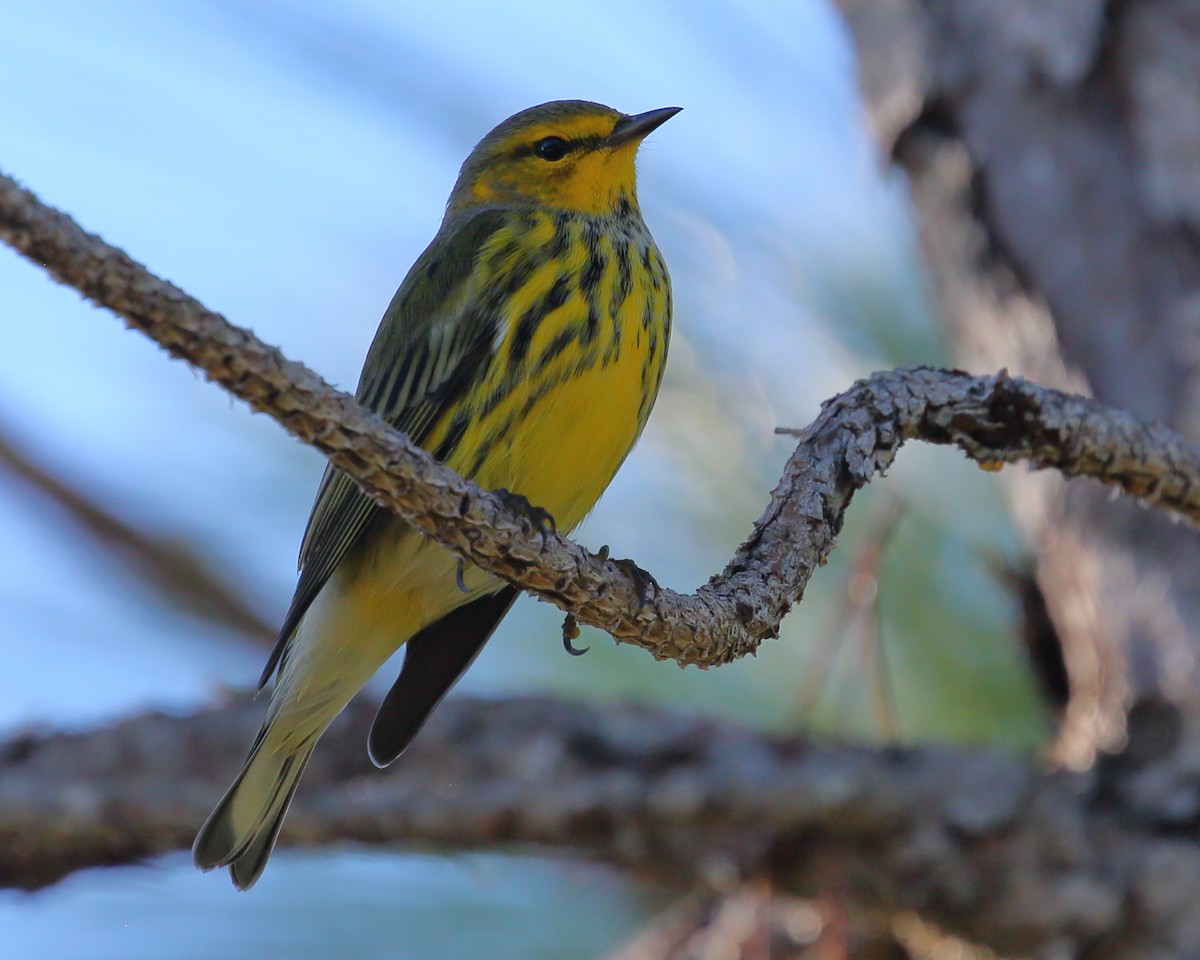 Cape May Warbler - ML484989681