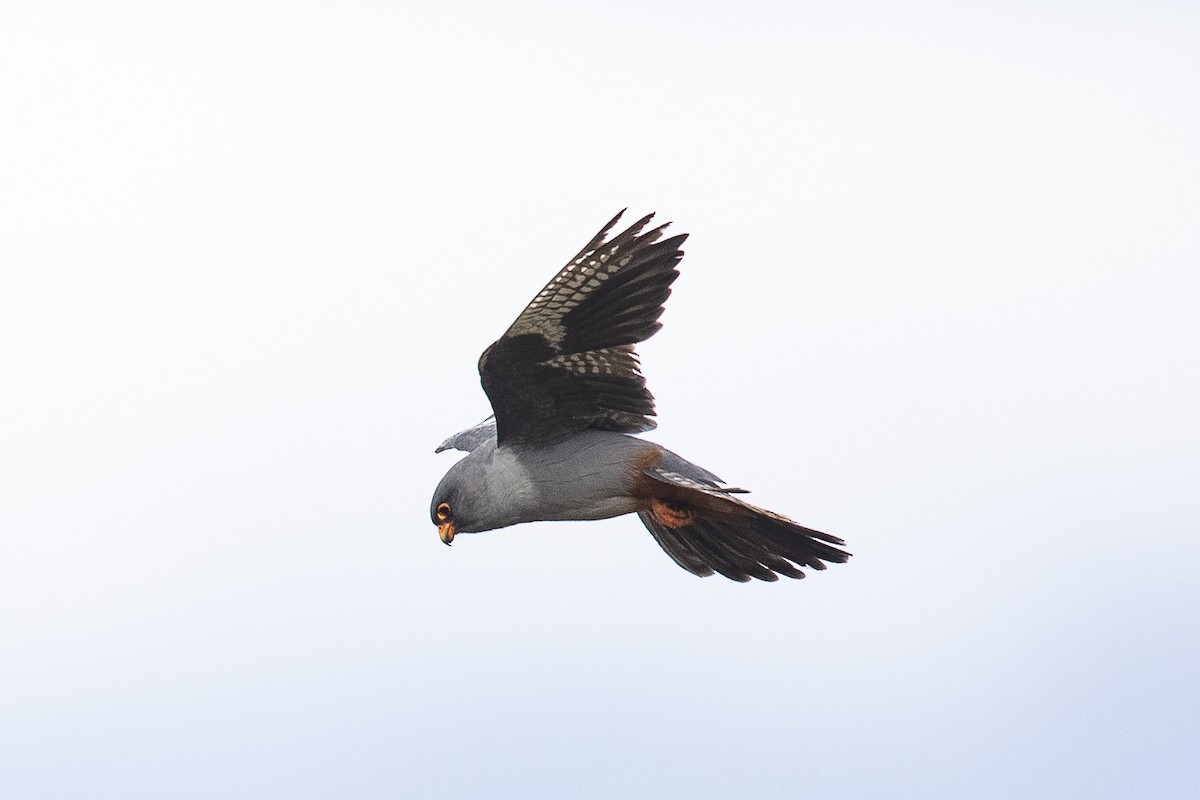 Red-footed Falcon - ML484994891