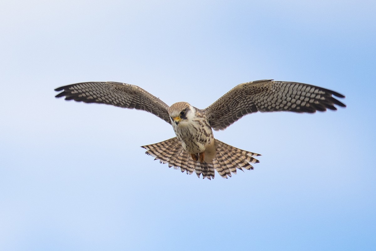Red-footed Falcon - ML484994901
