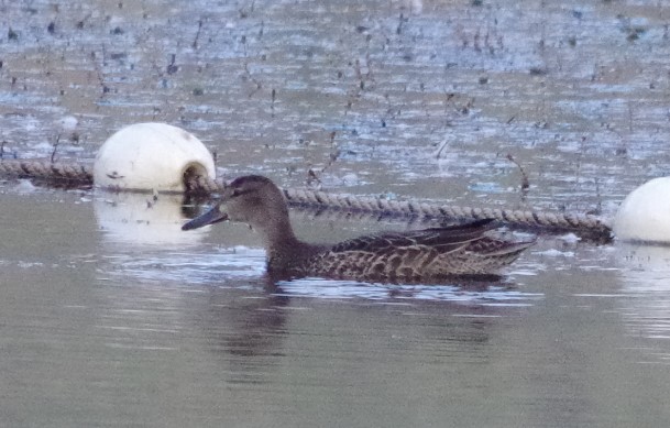 Blue-winged Teal - ML485004261