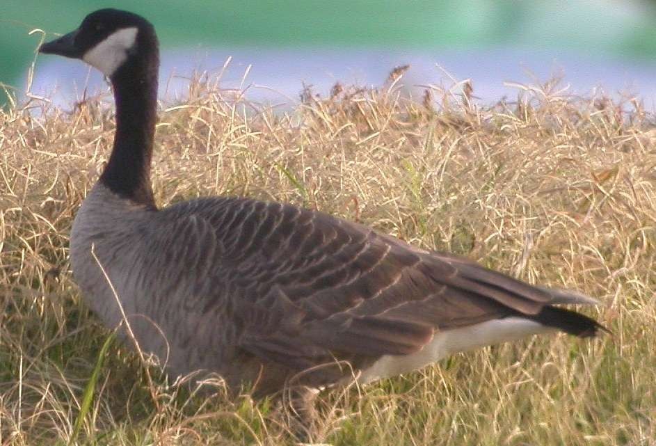 Cackling Goose (Richardson's) - ML48500981