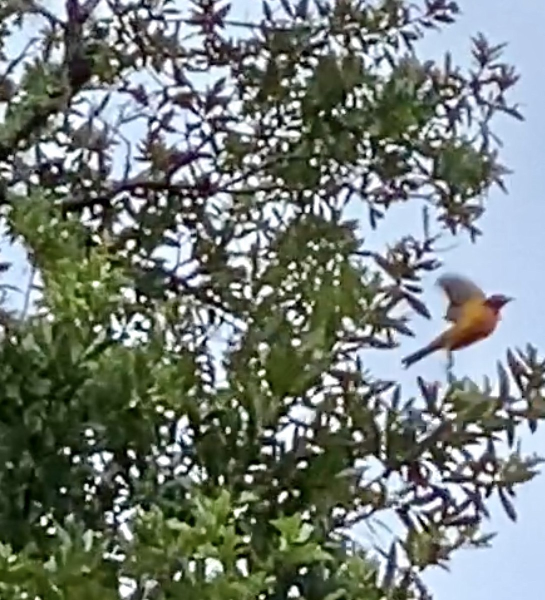 eBird Checklist 17 Sep 2022 Mead Botanical Gardens 45 species (+1