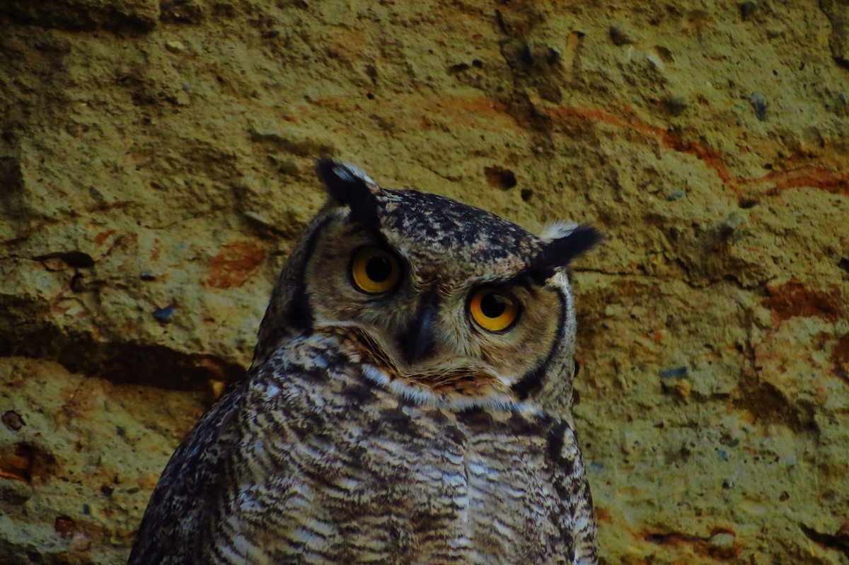 Lesser Horned Owl - ML485020881