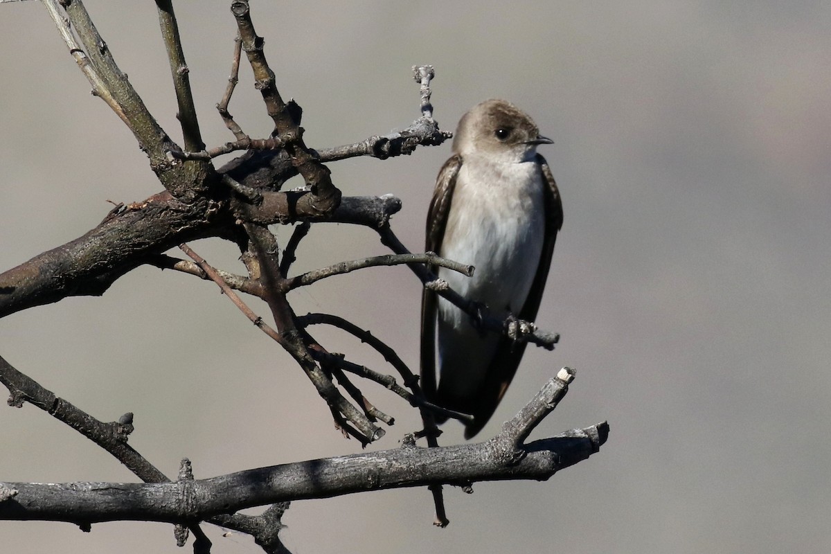 Northern Rough-winged Swallow - ML48503141