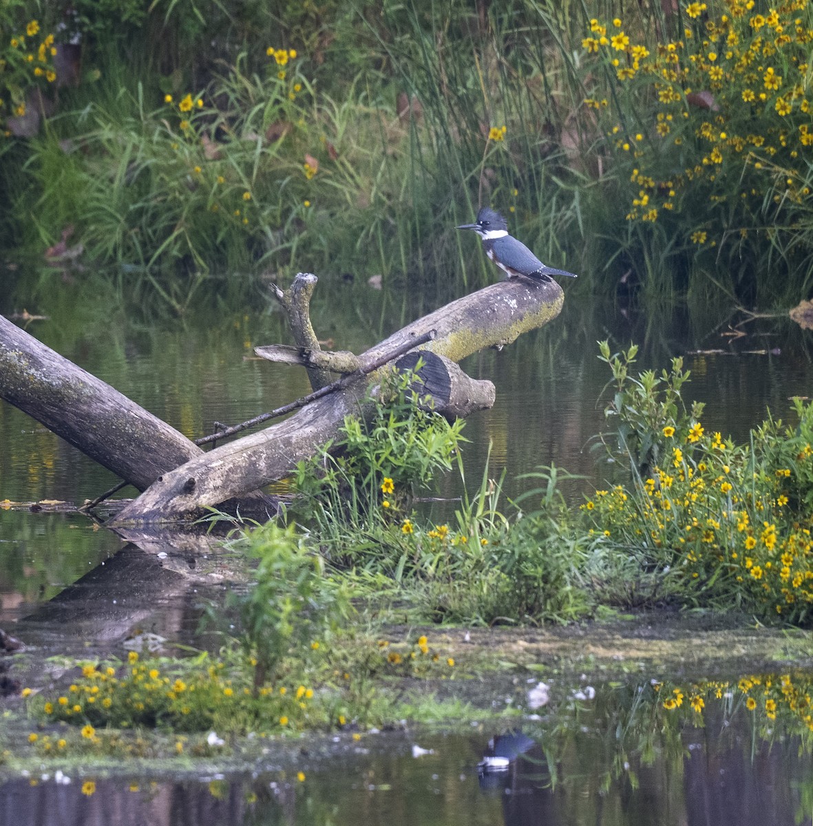 Belted Kingfisher - ML485032891