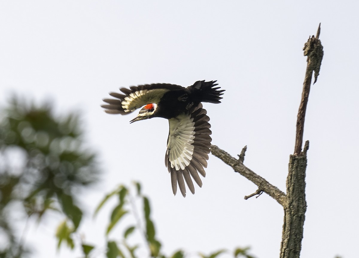 Pileated Woodpecker - ML485033221