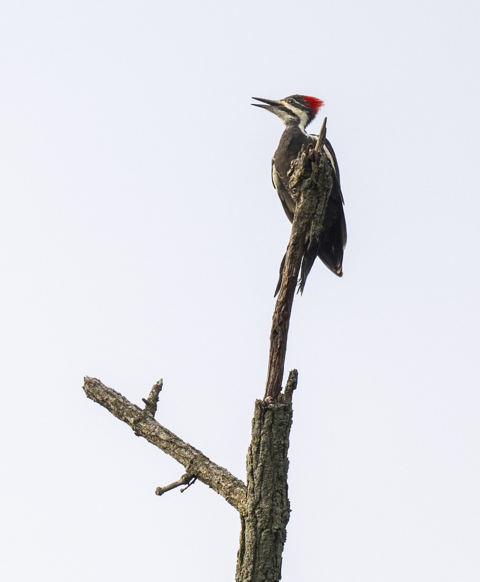 Pileated Woodpecker - ML485033231