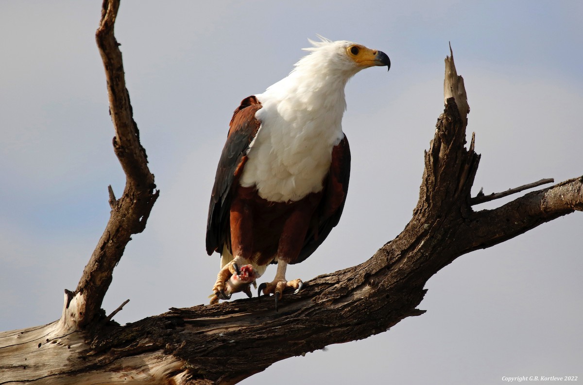 African Fish-Eagle - ML485034051