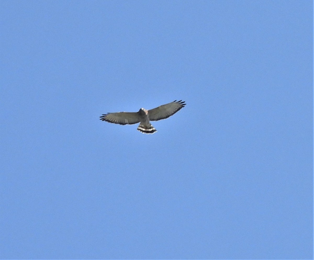 Broad-winged Hawk - ML485039031