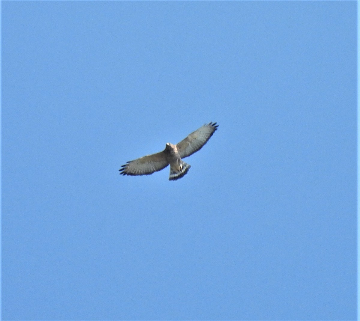Broad-winged Hawk - ML485039051