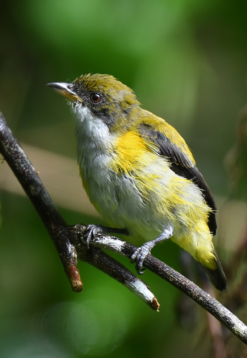 Yellow-sided Flowerpecker - ML485043291