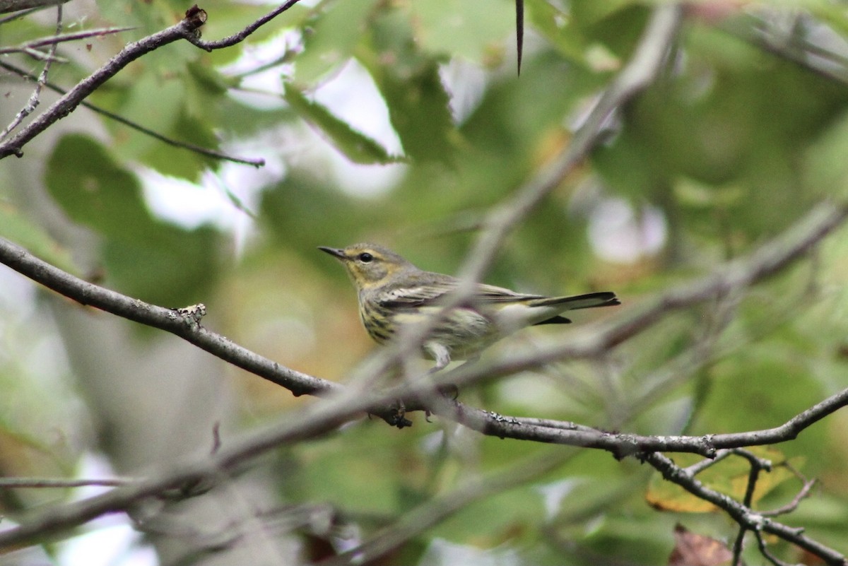 Cape May Warbler - ML485047901