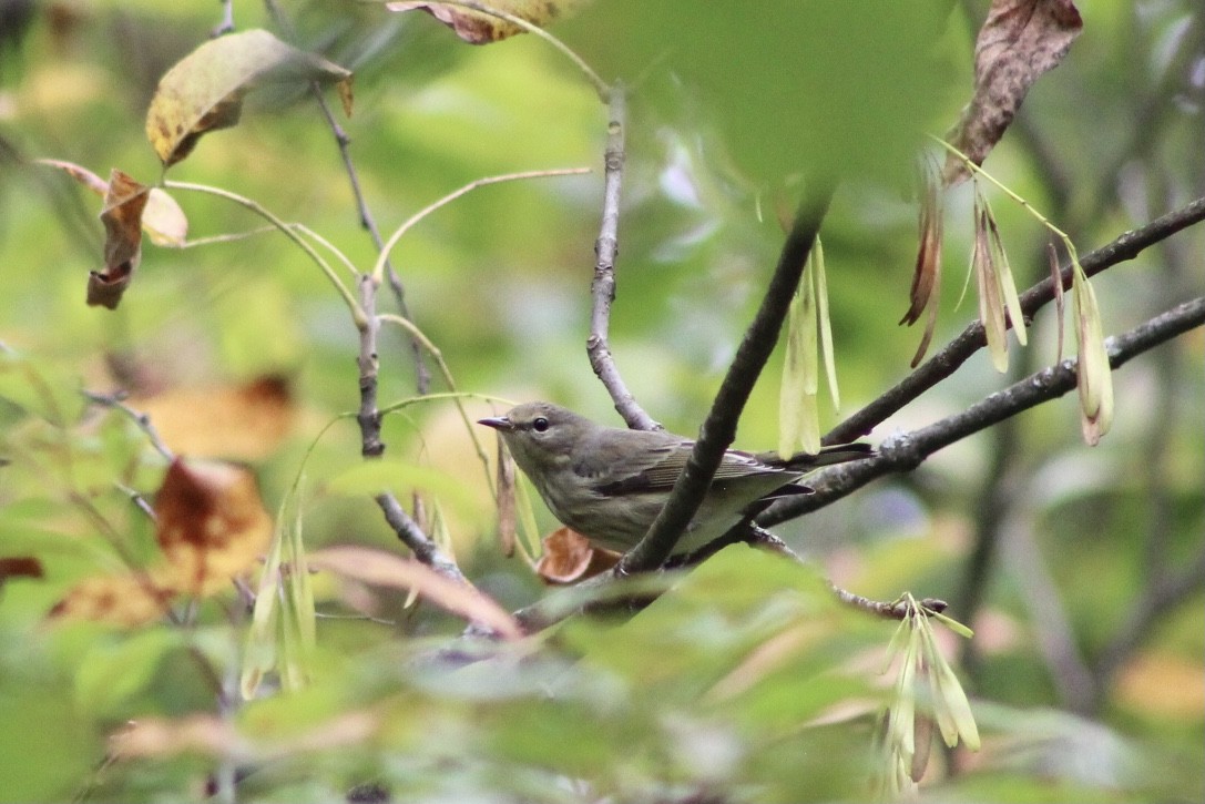Cape May Warbler - ML485047911