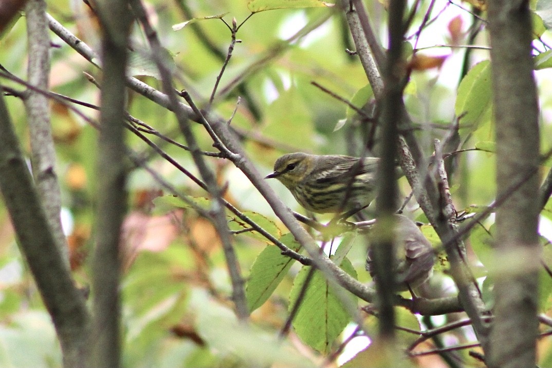 Cape May Warbler - ML485047921