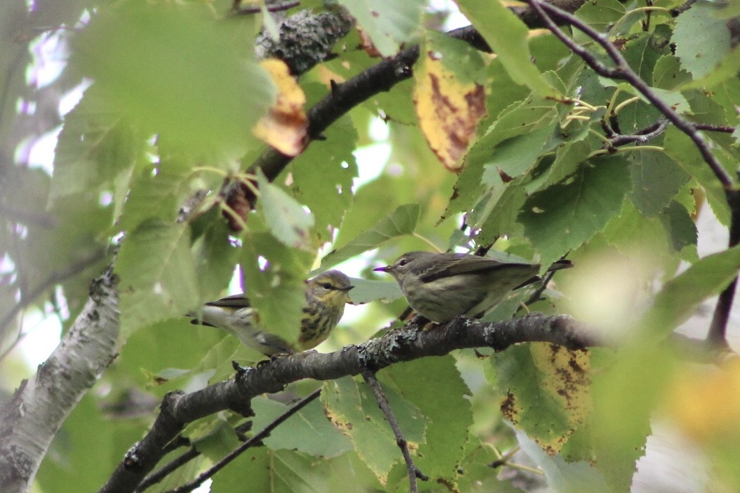 Cape May Warbler - ML485047941