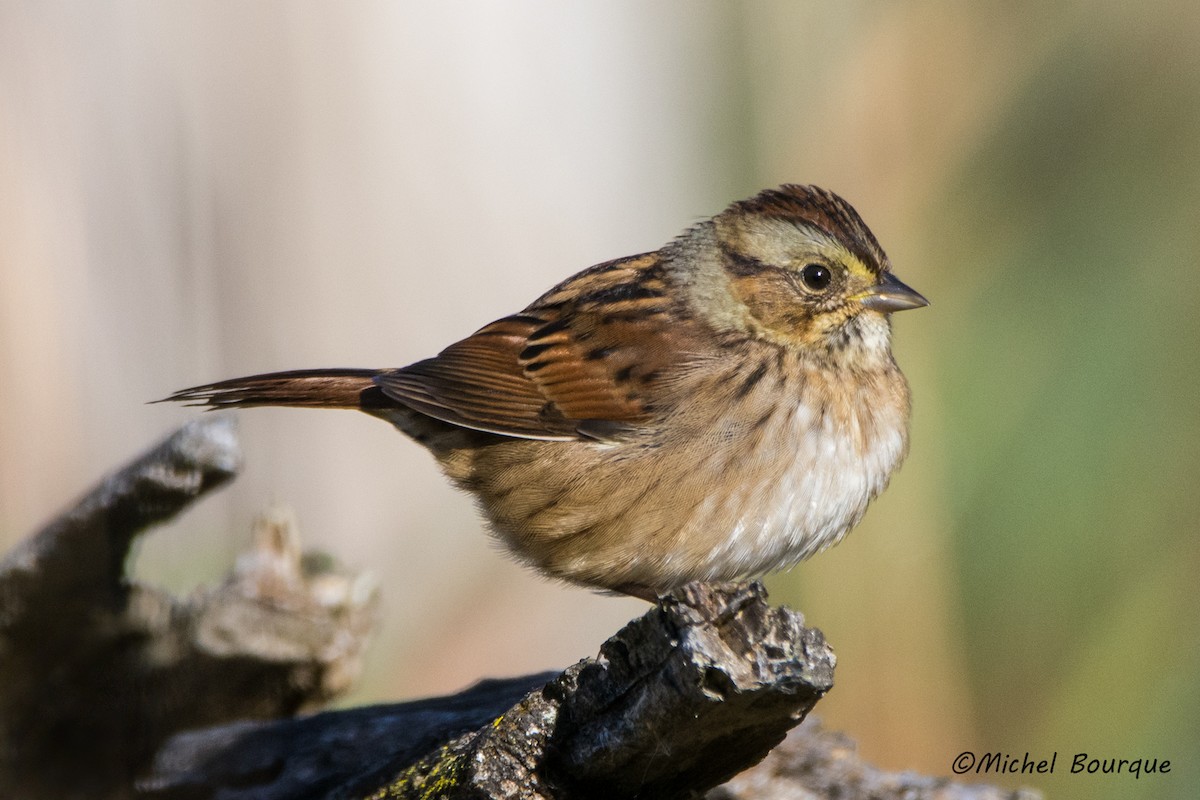 Swamp Sparrow - Michel Bourque
