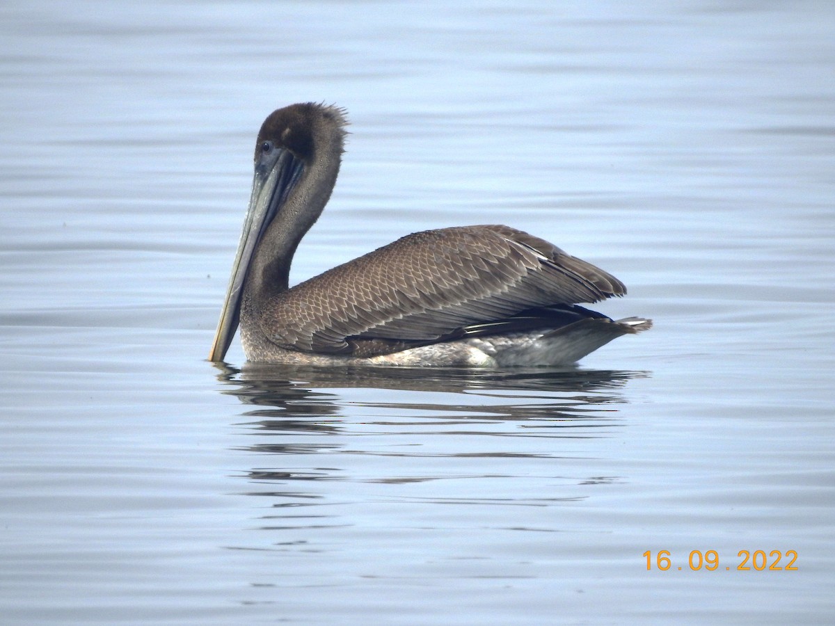 Brown Pelican - dave haupt