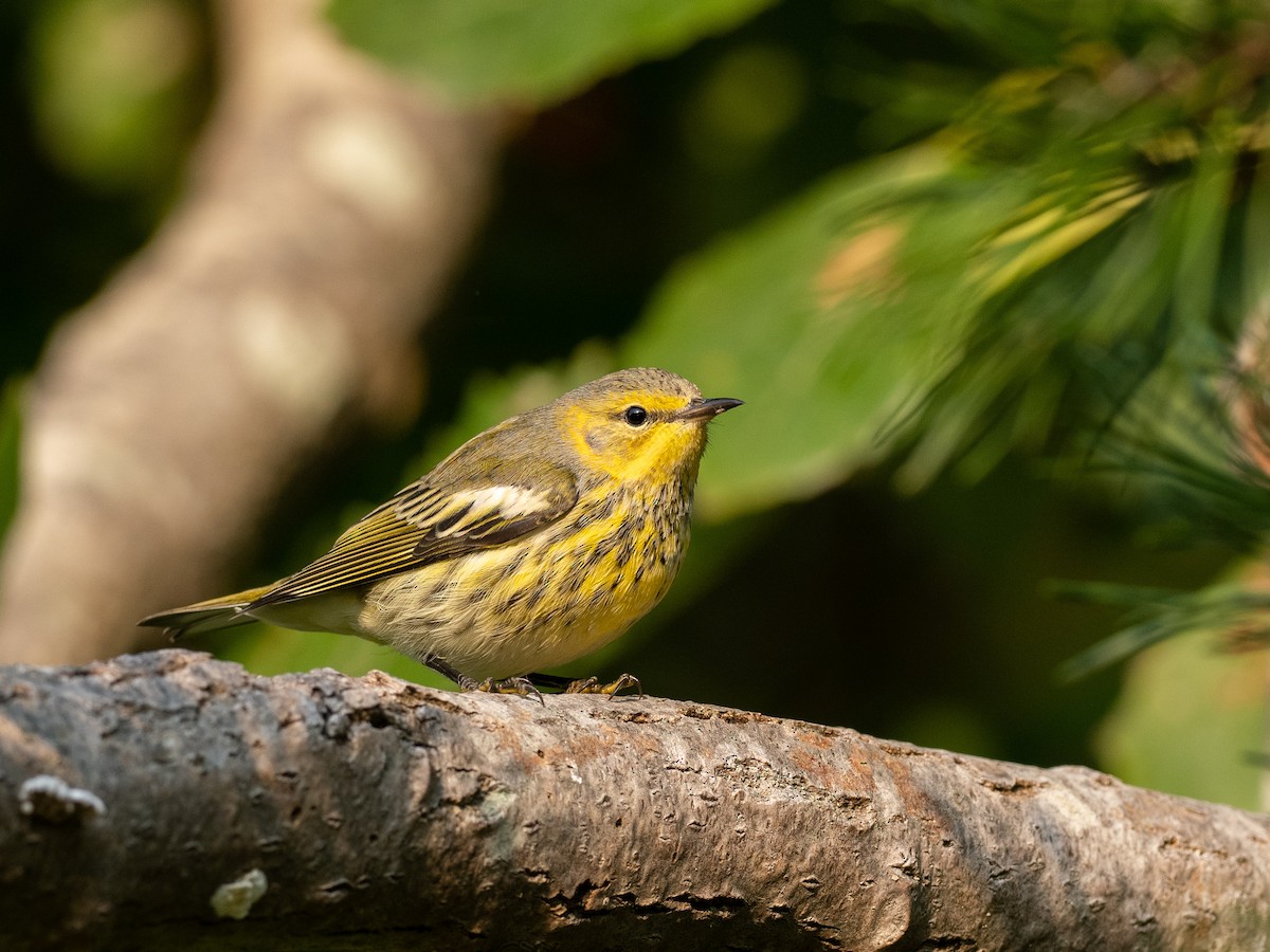 Cape May Warbler - ML485056201