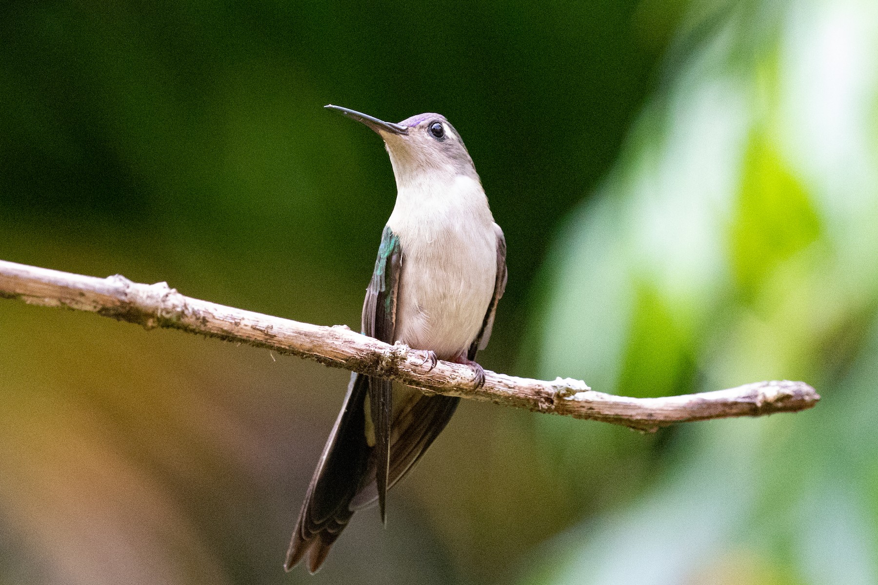 Colibrí Ruiseñor (pampa) - eBird