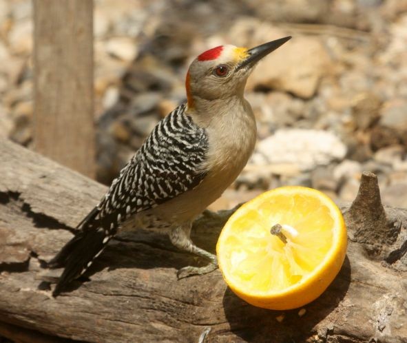 Golden-fronted Woodpecker - John Cassady