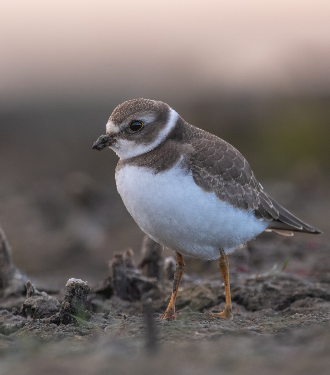 Semipalmated Plover - ML485071291