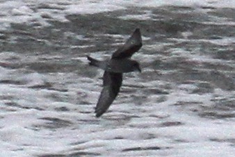 Fork-tailed Storm-Petrel - ML485072931