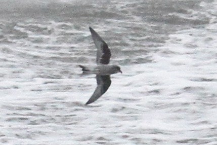 Fork-tailed Storm-Petrel - ML485072941
