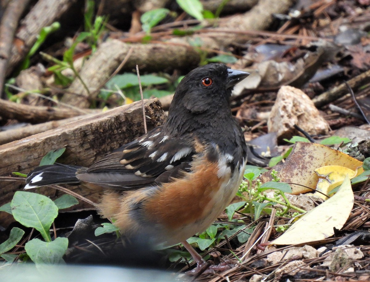 Spotted Towhee - ML485075031