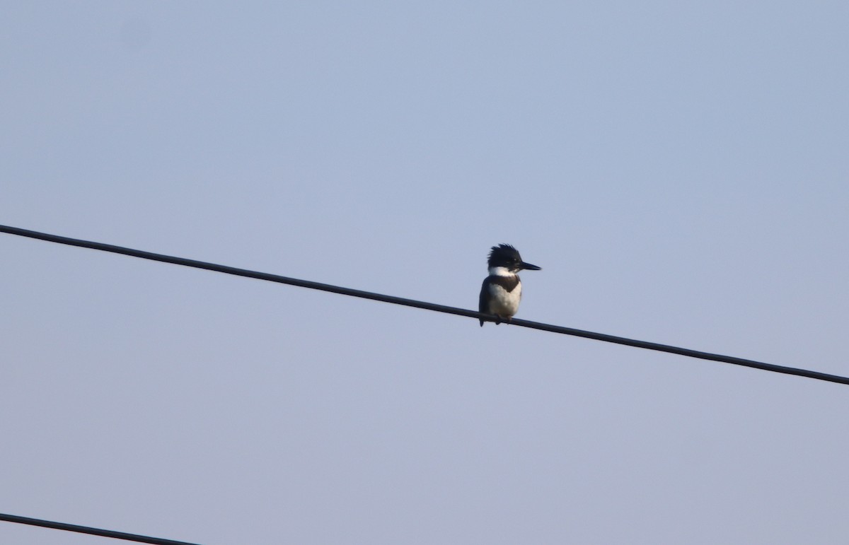 Belted Kingfisher - ML485075641