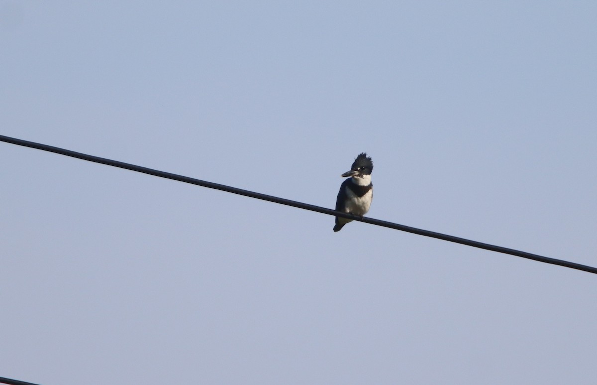 Belted Kingfisher - ML485075681