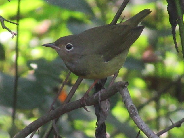 Ebird Checklist 17 Sep 2022 Fairfax Pond Rehe Wma 29 Species 0112