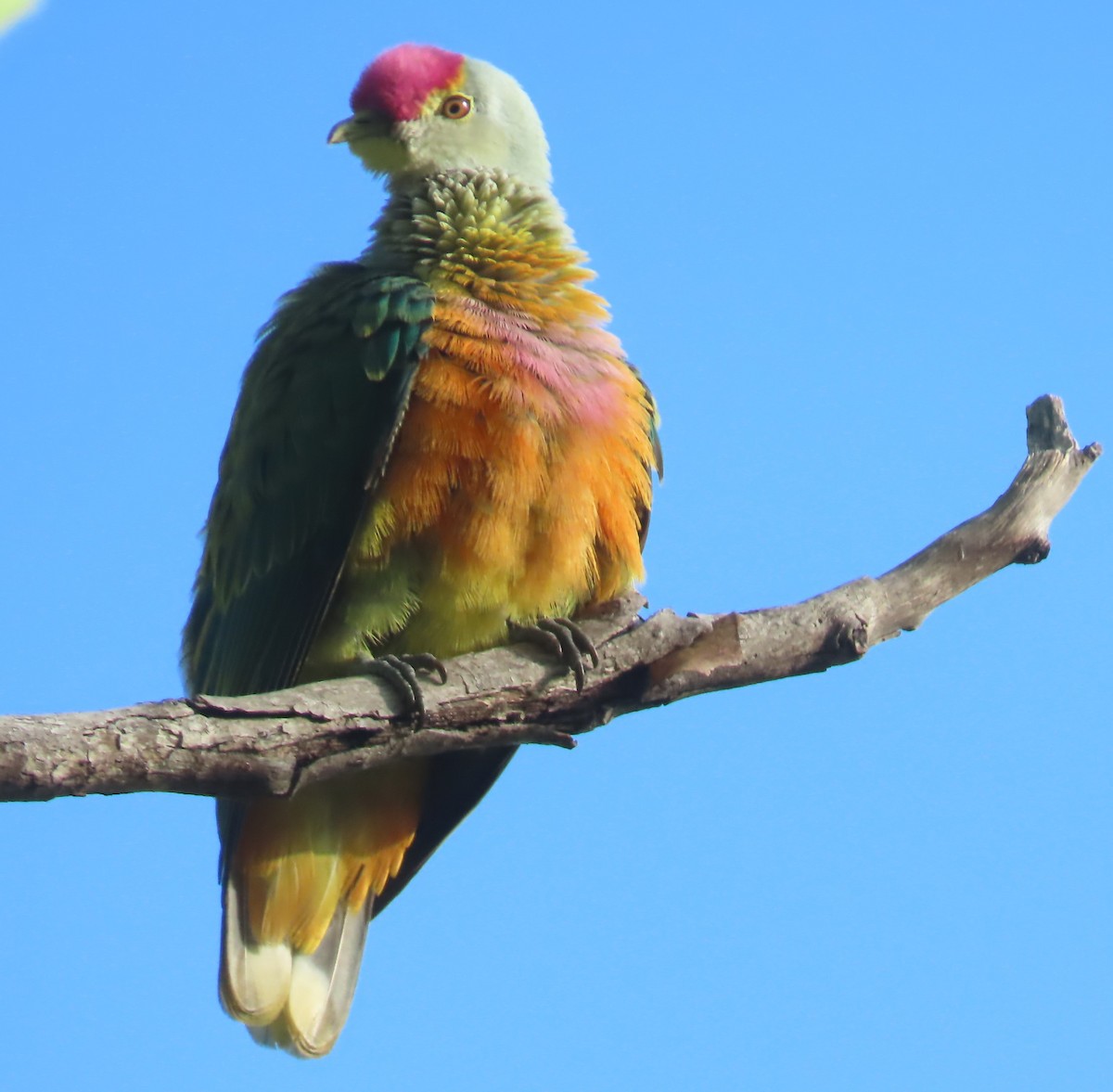Rose-crowned Fruit-Dove - ML485078781