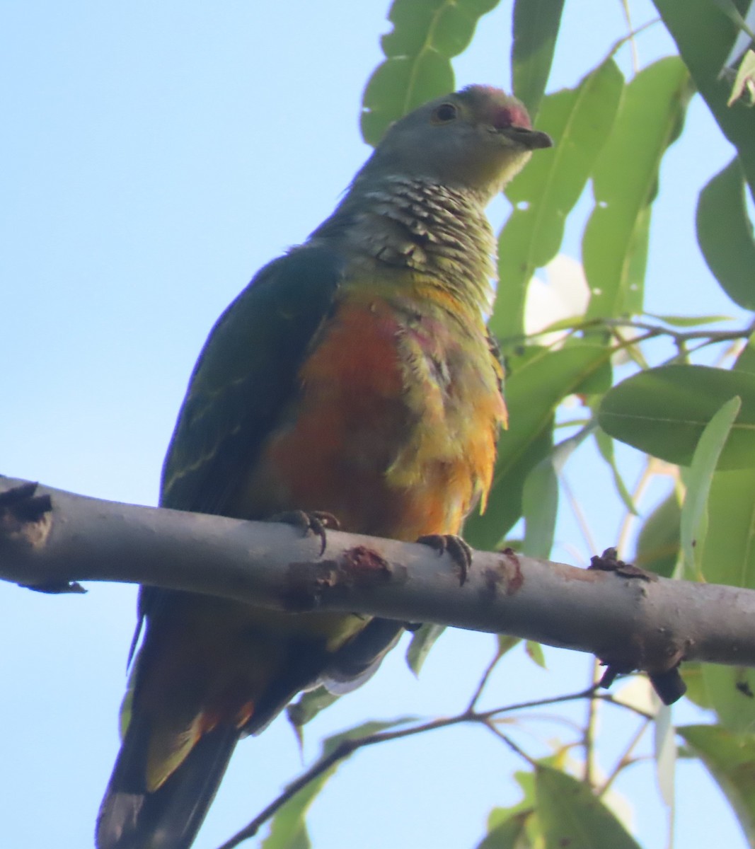 Rose-crowned Fruit-Dove - ML485078801