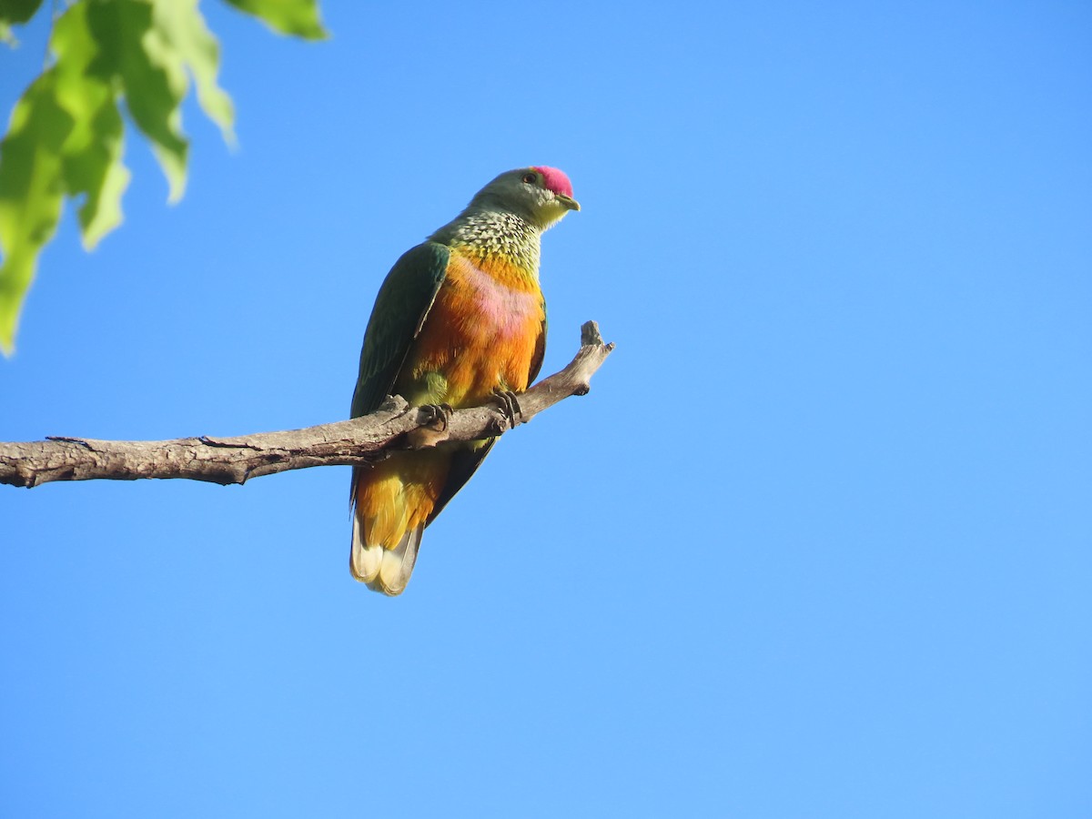 Rose-crowned Fruit-Dove - ML485078831