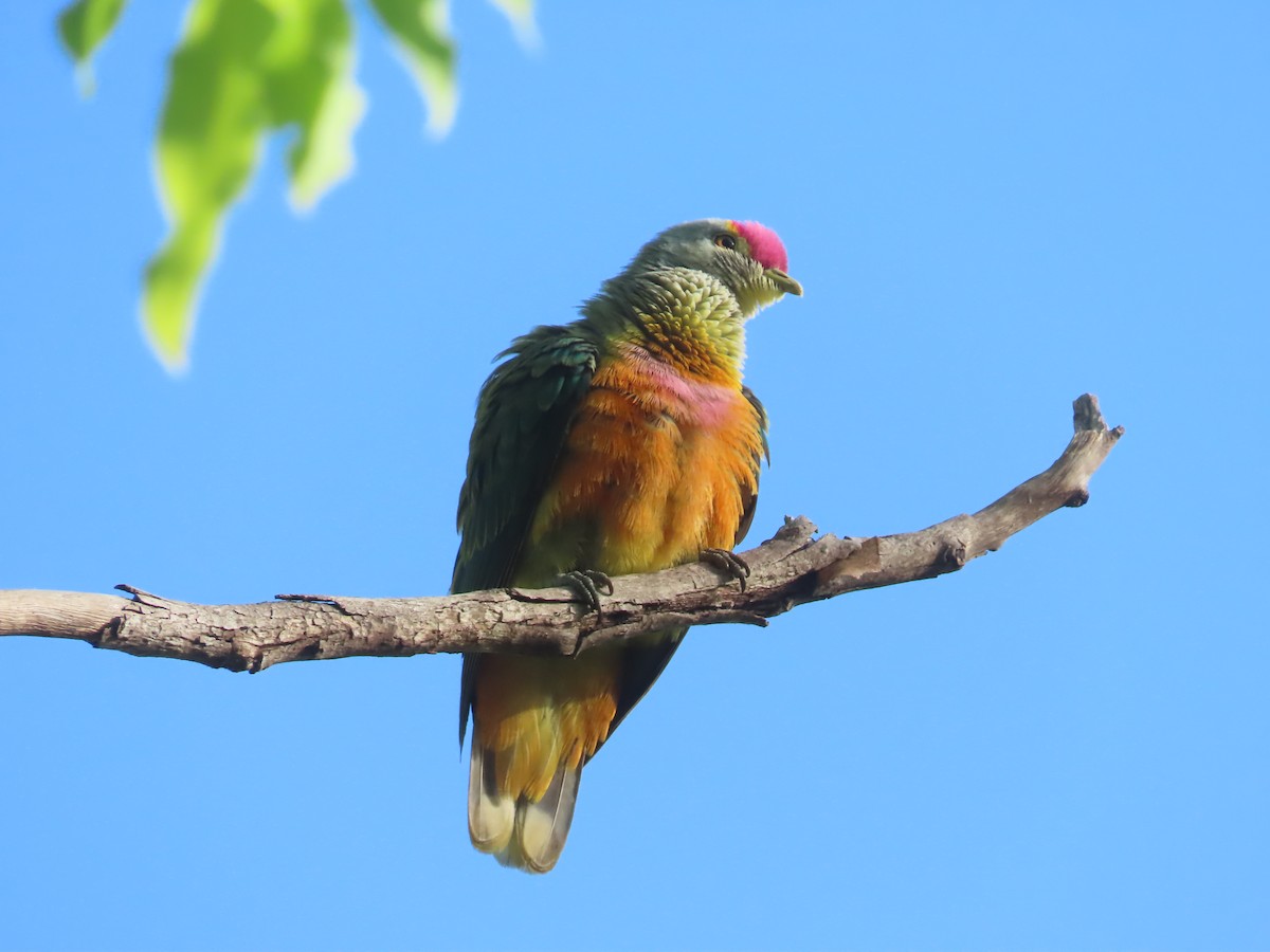 Rose-crowned Fruit-Dove - ML485078851