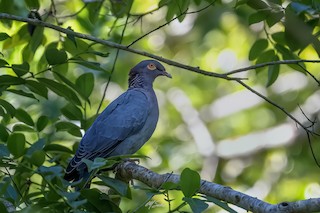 Scaly-naped Pigeon, ML485080011
