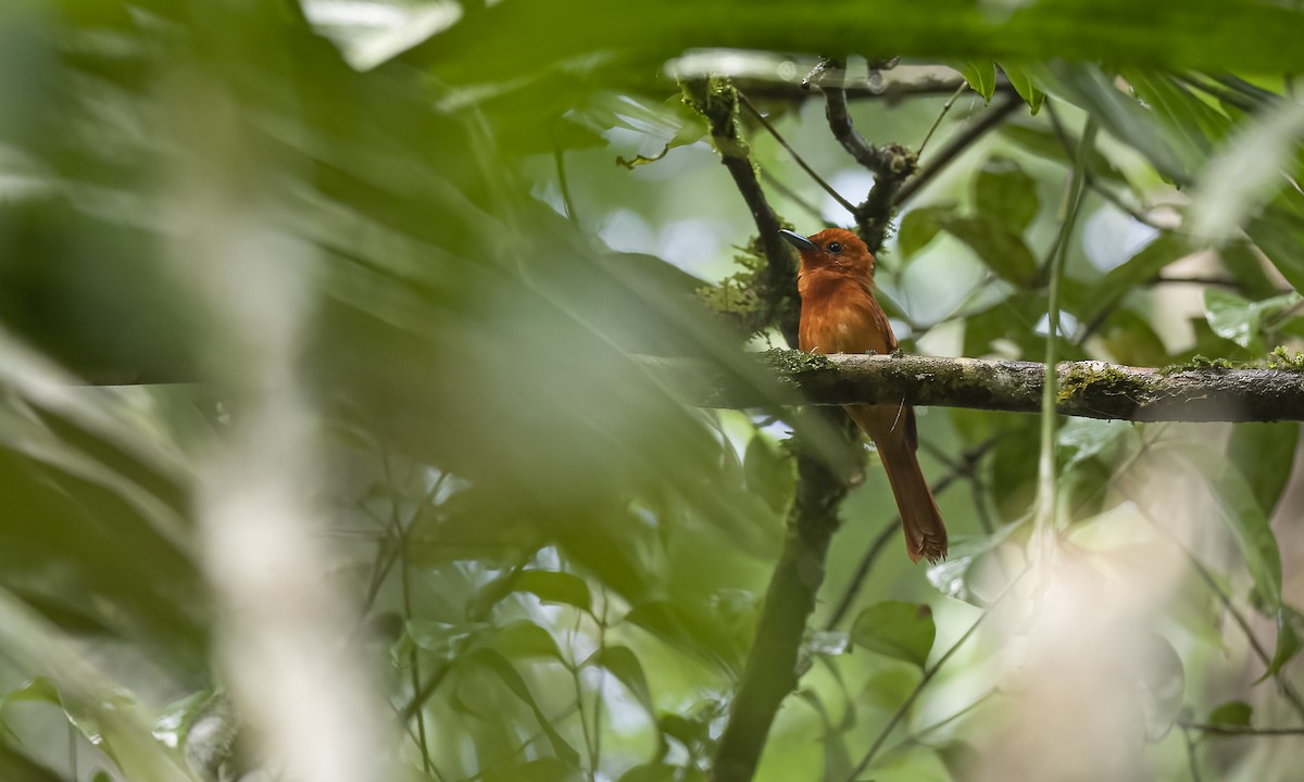 Rufous Paradise-Flycatcher (Southern) - ML485080721