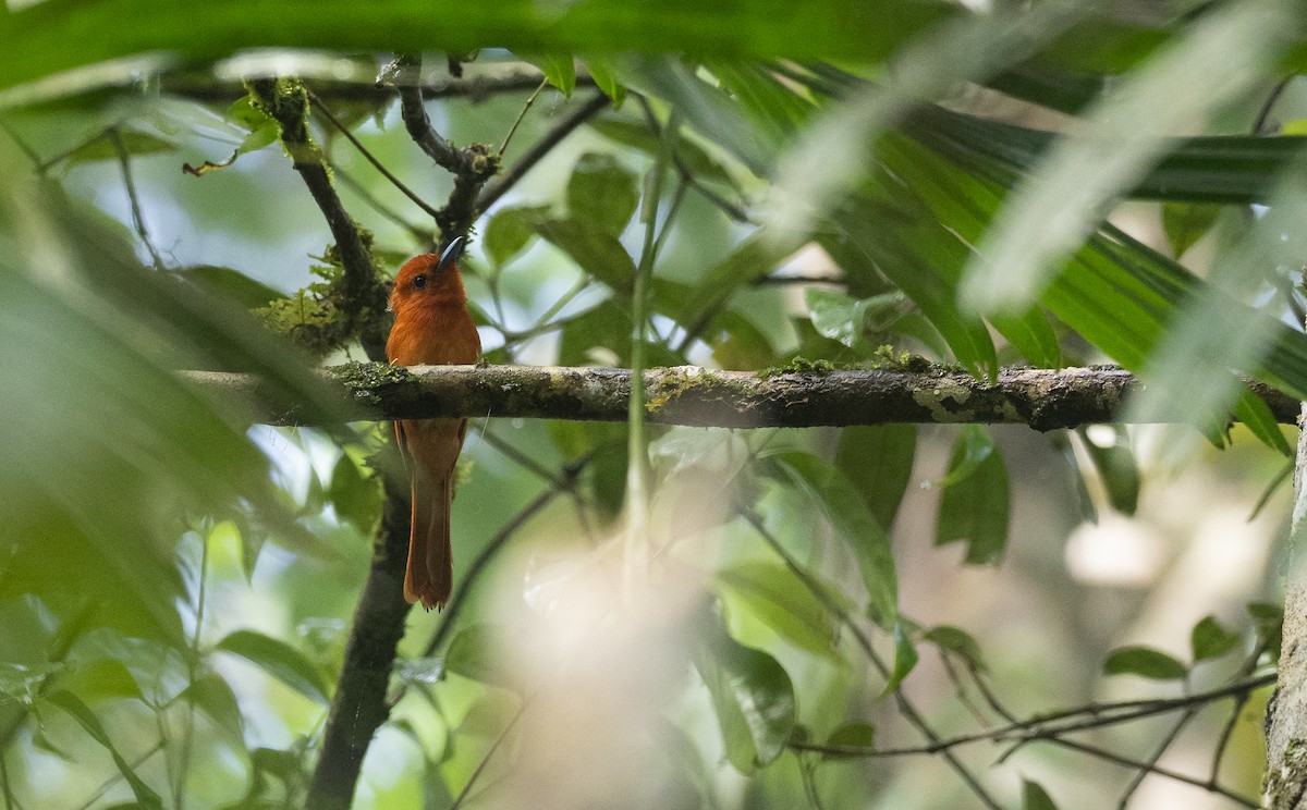 Rufous Paradise-Flycatcher (Southern) - Forest Botial-Jarvis