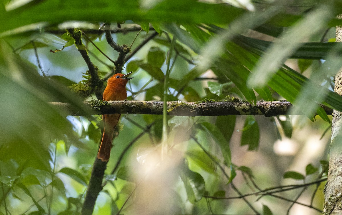 Rufous Paradise-Flycatcher (Southern) - ML485080741