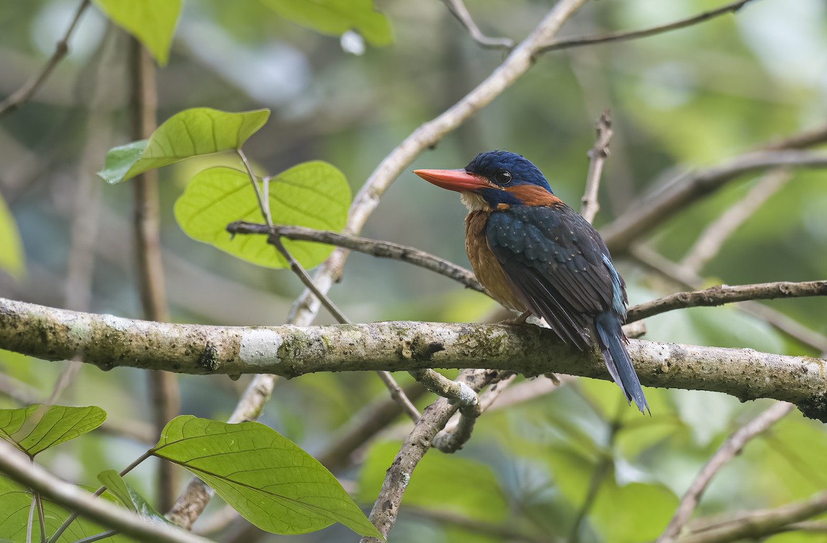 Blue-capped Kingfisher - Forest Botial-Jarvis