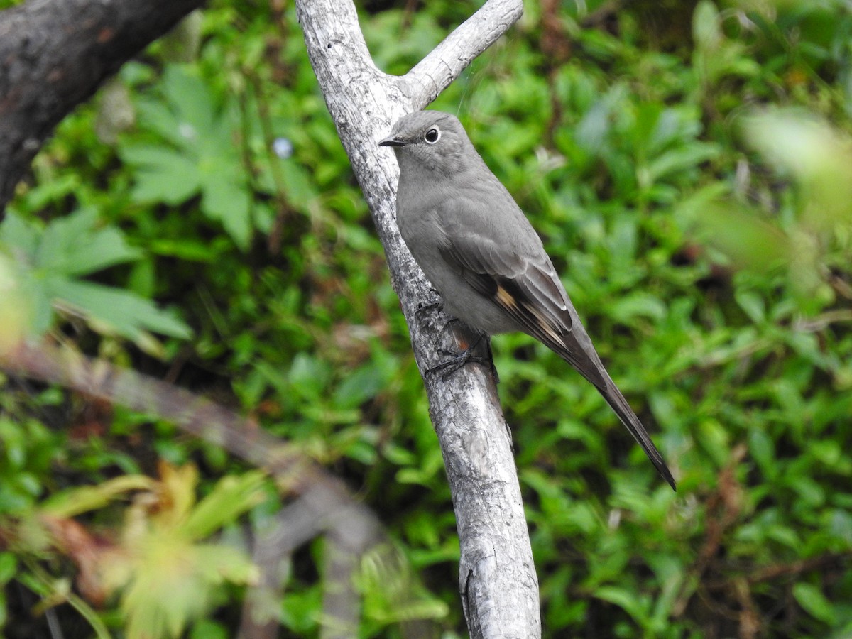 Townsend's Solitaire - ML485094831