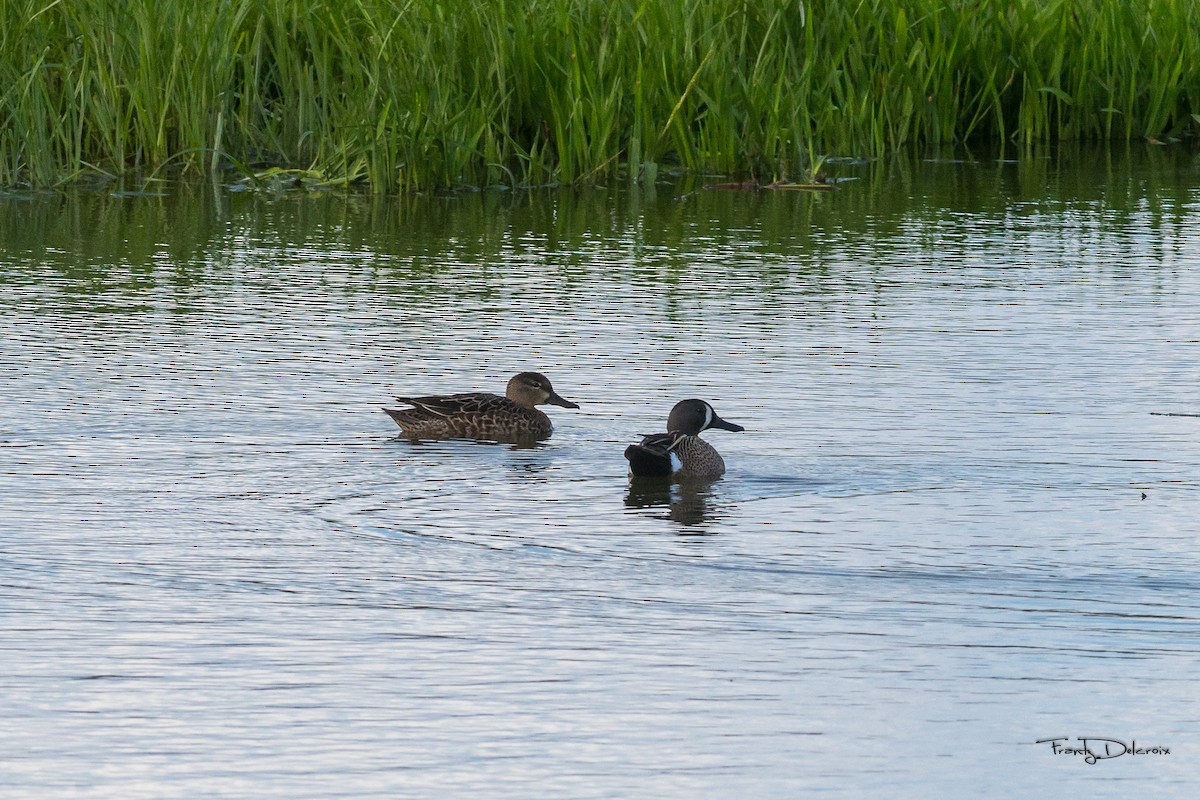 Blue-winged Teal - ML485101221