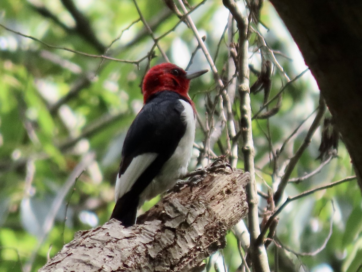 Red-headed Woodpecker - Alan  Troyer