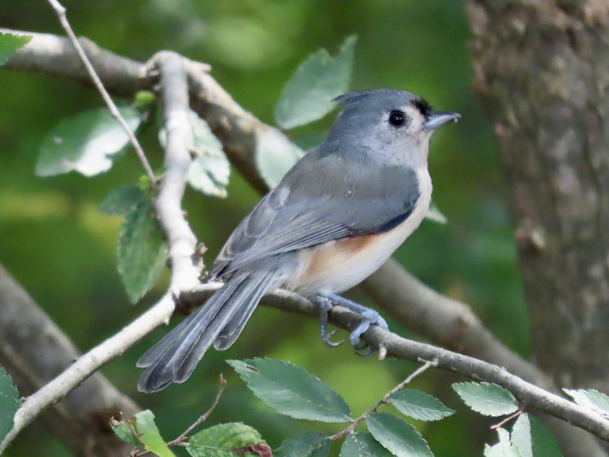 Tufted Titmouse - Alan  Troyer